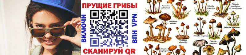 Псилоцибиновые грибы Psilocybe  купить наркоту  Малаховка 